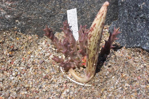 stapelia verrucosa dp3286 owoc